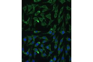 Immunofluorescence analysis of L929 cells using Argonaute-2 Polyclonal Antibody (ABIN6127880, ABIN6140046, ABIN6140048 and ABIN6222548) at dilution of 1:100 (40x lens). (AGO2 antibody  (AA 47-115))