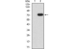 Western blot analysis using CKM mAb against HEK293 (1) and CKM (AA: 1-381)-hIgGFc transfected HEK293 (2) cell lysate. (CKM antibody  (AA 1-381))