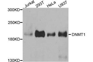 Western Blotting (WB) image for anti-DNA (Cytosine-5)-Methyltransferase 1 (DNMT1) antibody (ABIN1876683) (DNMT1 antibody)