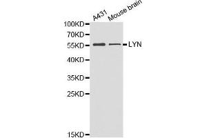 Western blot analysis of extracts of various cell lines, using LYN antibody. (LYN antibody  (AA 1-240))