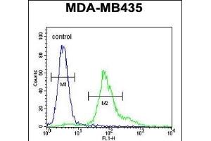 ERO1LB Antibody (C-term) (ABIN651411 and ABIN2840222) flow cytometric analysis of MDA-M cells (right histogram) compared to a negative control cell (left histogram). (ERO1LB antibody  (C-Term))