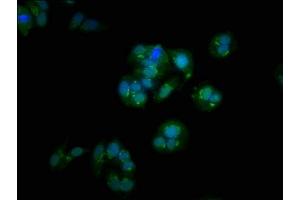 Immunofluorescence staining of HepG2 cells with ABIN7154328 at 1:100, counter-stained with DAPI. (Golgin B1 (GOLGB1) (AA 1764-1869) antibody)