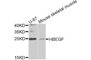 Western blot analysis of extracts of various cell lines, using HBEGF antibody (ABIN5975328) at 1/1000 dilution. (HBEGF antibody)