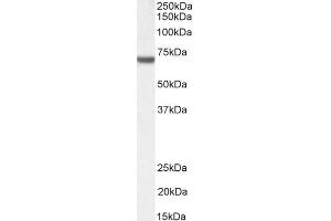 FANCG antibody  (C-Term)