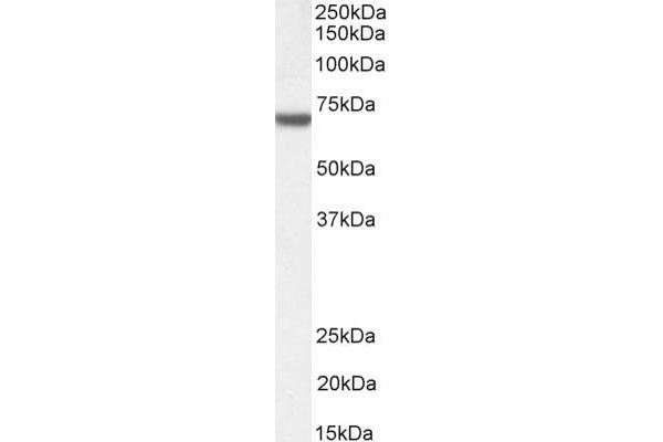 FANCG antibody  (C-Term)