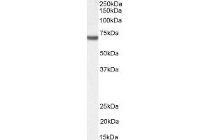 ABIN190919 (1µg/ml) staining of Jurkat nuclear lysate (35µg protein in RIPA buffer). (FANCG antibody  (C-Term))