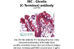 Image no. 2 for anti-Ghrelin (GHRL) (C-Term) antibody (ABIN1734686) (Ghrelin antibody  (C-Term))