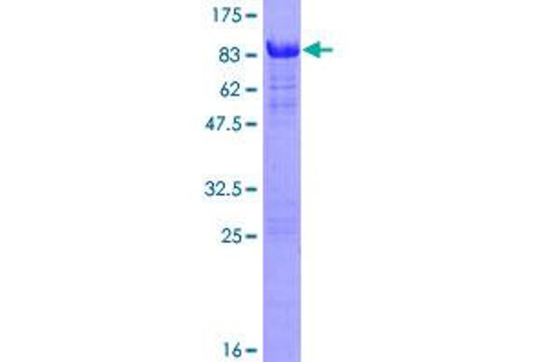 Paralemmin 2 Protein (PALM2) (AA 1-379) (GST tag)