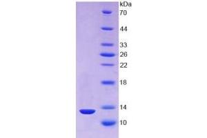 SDS-PAGE of Protein Standard from the Kit (Highly purified E. (TXN ELISA Kit)