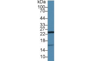 Detection of UCRP in Porcine Kidney lysate using Polyclonal Antibody to Ubiquitin Cross Reactive Protein (UCRP) (CLRN1 Antisense RNA 1 (CLRN1-AS1) (AA 2-157) antibody)