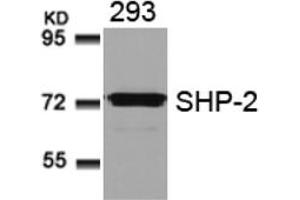 Image no. 3 for anti-Protein tyrosine Phosphatase, Non-Receptor Type 11 (PTPN11) (AA 578-582) antibody (ABIN197596) (PTPN11 antibody  (AA 578-582))