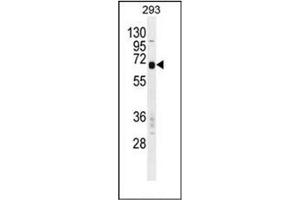 Western blot analysis of Carboxypeptidase M Antibody  in 293 cell line lysates (35ug/lane). (CPM antibody  (Middle Region))