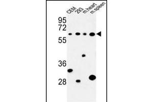 Western blot analysis of PLCZ1 Antibody (N-term) (ABIN653372 and ABIN2842843) in CEM, 293 cell line and mouse heart,spleen tissue lysates (35 μg/lane). (PLCz1 antibody  (N-Term))