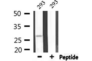 Western blot analysis of extracts from 293, using APAF1 Antibody. (APAF1 antibody  (C-Term))