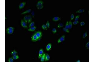 Immunofluorescent analysis of HepG2 cells using ABIN7160754 at dilution of 1:100 and Alexa Fluor 488-congugated AffiniPure Goat Anti-Rabbit IgG(H+L) (FPR2 antibody  (AA 307-351))