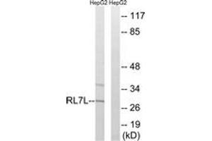 Western blot analysis of extracts from HepG2 cells, using RPL7L1 Antibody. (RPL7L1 antibody  (AA 41-90))
