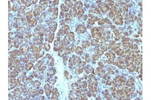 Image no. 3 for anti-Mitochondrial Marker antibody (ABIN6164016) (Mitochondrial Marker antibody)