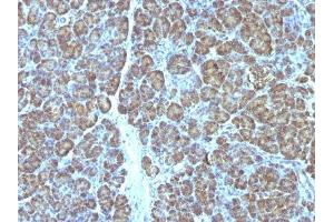 Image no. 3 for anti-Mitochondrial Marker antibody (ABIN6164016) (Mitochondrial Marker antibody)