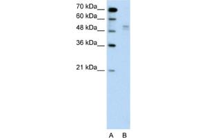 Western Blotting (WB) image for anti-WW Domain Containing E3 Ubiquitin Protein Ligase 2 (WWP2) antibody (ABIN2462664) (WWP2 antibody)