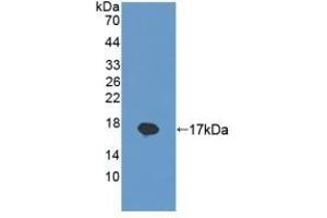 REG1B Antikörper  (AA 23-166)
