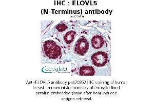 Image no. 1 for anti-ELOVL Fatty Acid Elongase 5 (ELOVL5) (N-Term) antibody (ABIN1733973)