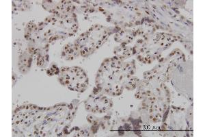 Immunoperoxidase of monoclonal antibody to ARL6IP4 on formalin-fixed paraffin-embedded human placenta. (ARL6IP4 antibody  (AA 261-360))