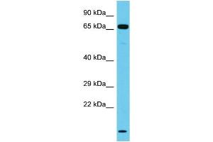 Host: Rabbit Target Name: NT5DC3 Sample Type: Jurkat Whole Cell lysates Antibody Dilution: 1. (NT5DC3 antibody  (C-Term))