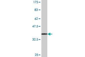 Western Blot detection against Immunogen (36. (HOOK1 antibody  (AA 632-728))