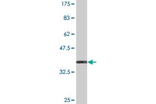 HOOK1 antibody  (AA 632-728)