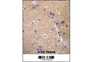 ABCC12 Antibody immunohistochemistry analysis in formalin fixed and paraffin embedded human brain tissue followed by peroxidase conjugation of the secondary antibody and DAB staining. (ABCC12 antibody  (AA 723-752))