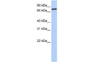 Western Blotting (WB) image for anti-Nuclear Receptor Subfamily 1, Group D, Member 1 (NR1D1) (Middle Region) antibody (ABIN2782294)