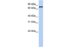 WB Suggested Anti-NR1D1 Antibody Titration:  0.