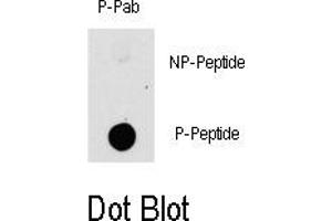 Image no. 1 for anti-P21-Activated Kinase 1 (PAK1) (pThr423) antibody (ABIN358352) (PAK1 antibody  (pThr423))