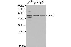 Western Blotting (WB) image for anti-CD47 (CD47) (AA 20-140) antibody (ABIN3022624) (CD47 antibody  (AA 20-140))