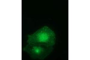 Anti-FAM84B mouse monoclonal antibody (ABIN2453028) immunofluorescent staining of COS7 cells transiently transfected by pCMV6-ENTRY FAM84B (RC207996). (FAM84B antibody)