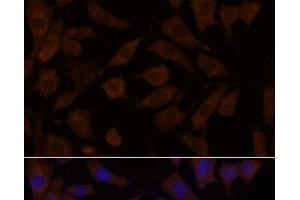 Immunofluorescence analysis of L929 cells using OXSR1 Polyclonal Antibody at dilution of 1:100. (OXSR1 antibody)