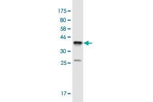 Western Blot detection against Immunogen (36. (SSX4 antibody  (AA 91-188))