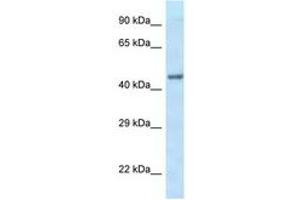 Image no. 1 for anti-Eukaryotic Translation Initiation Factor 3 Subunit F (EIF3F) (AA 279-328) antibody (ABIN6747553) (EIF3F antibody  (AA 279-328))