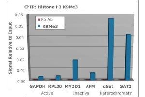 Chromatin Immunoprecipitation of Anti Histone H3 [Trimethyl Lys9] Antibody. (Histone 3 antibody  (H3K9me3))