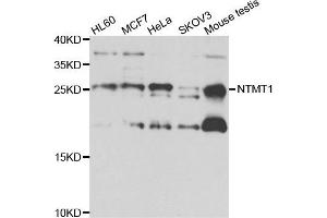 Western blot analysis of extracts of various cell lines, using NTMT1 antibody.