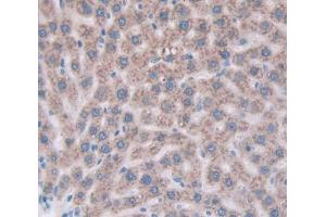 Figure. (Cathepsin Z antibody  (AA 34-291))