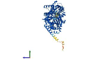 AlphaFold protein structure predicition of Mouse Recombinant Nadsyn1 Protein, UniprotID Q711T7