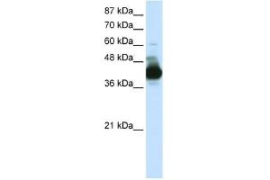 CSTF3 antibody used at 0. (CSTF3 antibody  (N-Term))