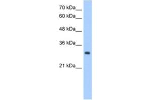 Western Blotting (WB) image for anti-Neural Proliferation, Differentiation and Control, 1 (NPDC1) antibody (ABIN2463048) (NPDC1 antibody)