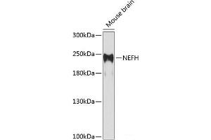NEFH anticorps
