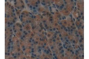 Detection of SP-B in Rat Stomach Tissue using Polyclonal Antibody to Surfactant Protein B (SP-B) (SFTPB antibody  (AA 111-352))