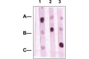 Dot Blot : 1 ug peptides was blotted onto NC membrane. (POU2F1 antibody  (C-Term))