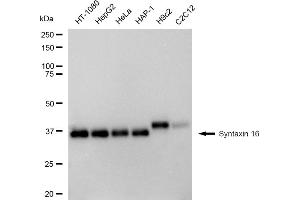 Western blotting analysis using Syntaxin 16 antibody (ABIN7800492). (Recombinant Syntaxin 16 antibody)