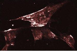 Human Fibroblast (Caveolin-1 antibody  (AA 1-178))