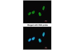 ICC/IF Image Immunofluorescence analysis of paraformaldehyde-fixed HeLa, using RED, antibody at 1:200 dilution. (Protein Red (IK) (N-Term) antibody)